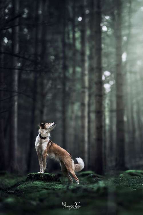 Hundeauslaufgebiet-Pawpassion Photolove-Bild
