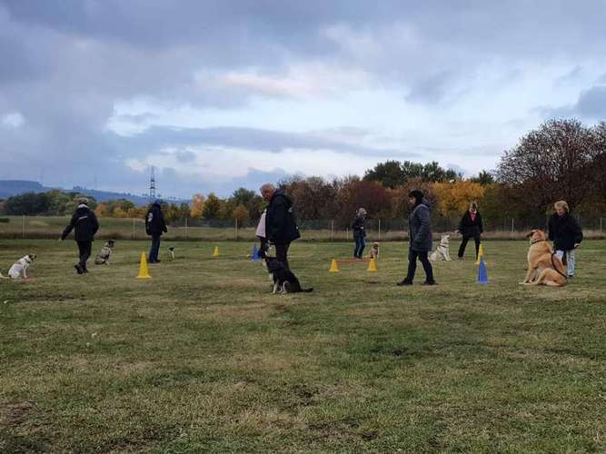 Hundeauslaufgebiet-Gemeinschaft der Hundefreunde-Bild