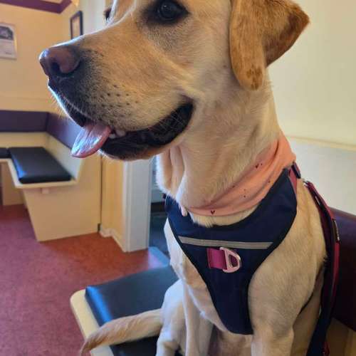 Hundeauslaufgebiet-Tierarztpraxis Lambrecht-Bild