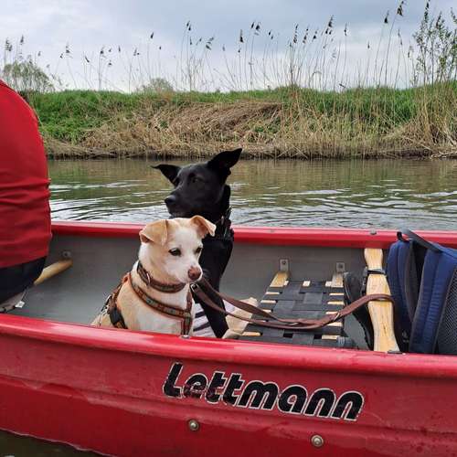 Hundeauslaufgebiet-Trust in Dogs-Bild