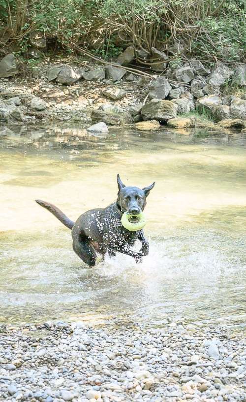 Hundeauslaufgebiet-Trust in Dogs-Bild