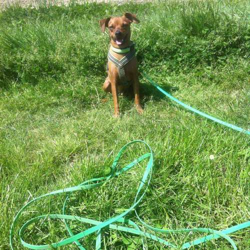 Hundeauslaufgebiet-Die Wuff-Bude-Bild