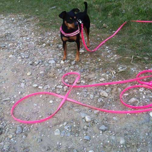 Hundeauslaufgebiet-Die Wuff-Bude-Bild