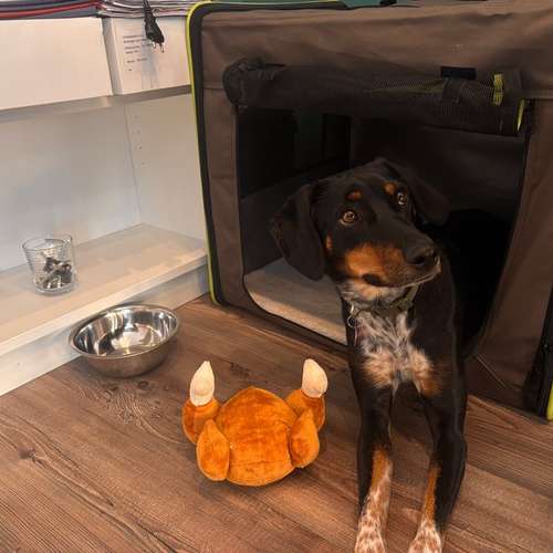 Hundeauslaufgebiet-Allianz Sarah Milkau-Bild