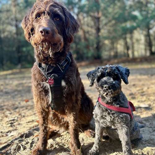 Hundeauslaufgebiet-Happy Tails Gassiservice & mobiles Hundetraining-Bild