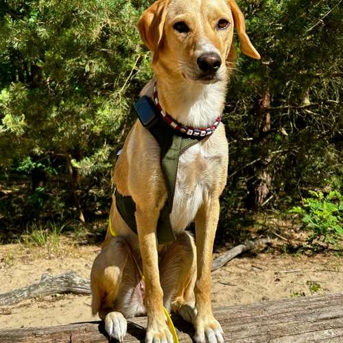 Hundeauslaufgebiet-Happy Tails Gassiservice & mobiles Hundetraining-Bild