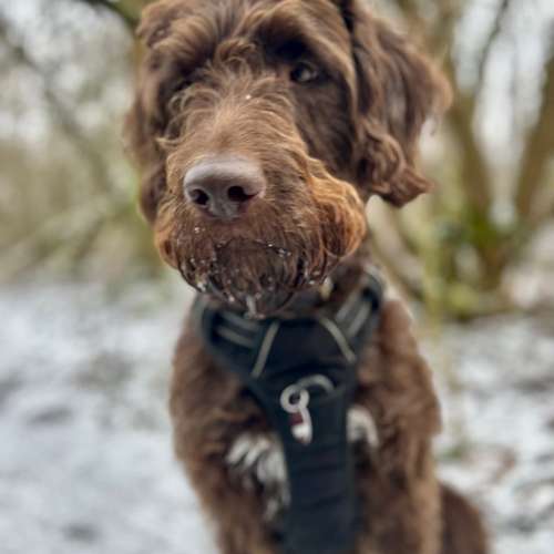 Hundeauslaufgebiet-Happy Tails Gassiservice & mobiles Hundetraining-Bild