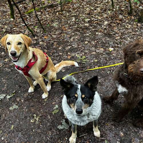 Hundeauslaufgebiet-Happy Tails Gassiservice & mobiles Hundetraining-Bild