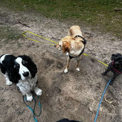 Hundeauslaufgebiet-Happy Tails Gassiservice & mobiles Hundetraining-Bild