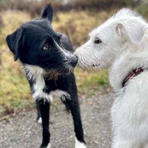 Hundeauslaufgebiet-Happy Tails Gassiservice & mobiles Hundetraining-Bild