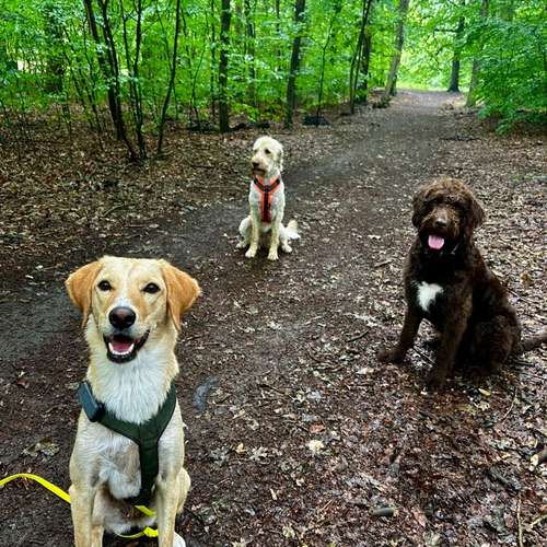 Hundeauslaufgebiet-Happy Tails Gassiservice & mobiles Hundetraining-Bild