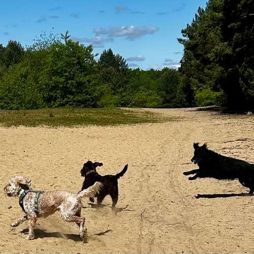 Hundeauslaufgebiet-Happy Tails Gassiservice & mobiles Hundetraining-Bild