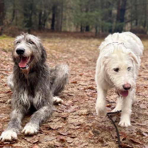 Hundeauslaufgebiet-Happy Tails Gassiservice & mobiles Hundetraining-Bild