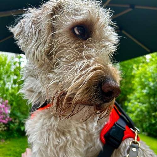 Hundeauslaufgebiet-Happy Tails Gassiservice & mobiles Hundetraining-Bild