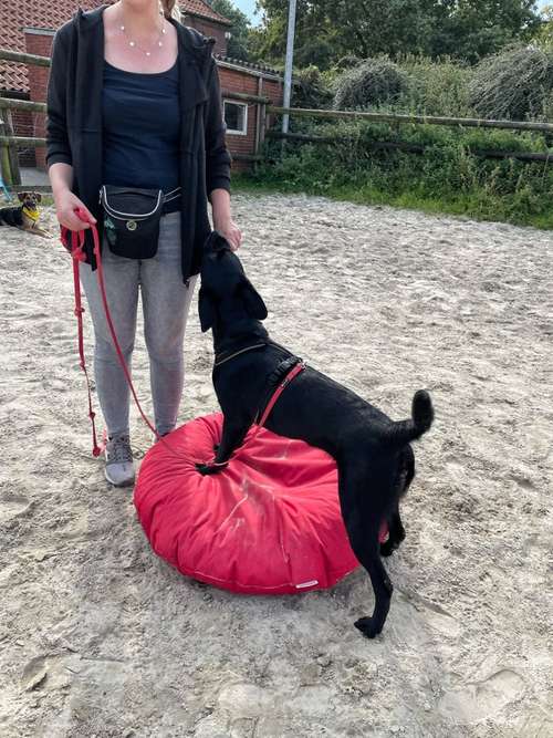 Hundeauslaufgebiet-Streberhunde-Bild