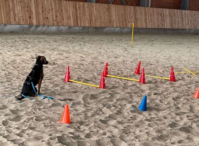 Hundeauslaufgebiet-Streberhunde-Bild