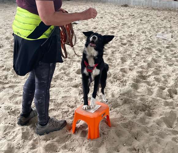 Hundeauslaufgebiet-Streberhunde-Bild