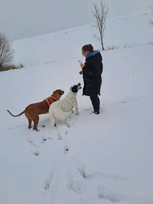 Hundeauslaufgebiet-Hundeschule Susann Strauss -Bild