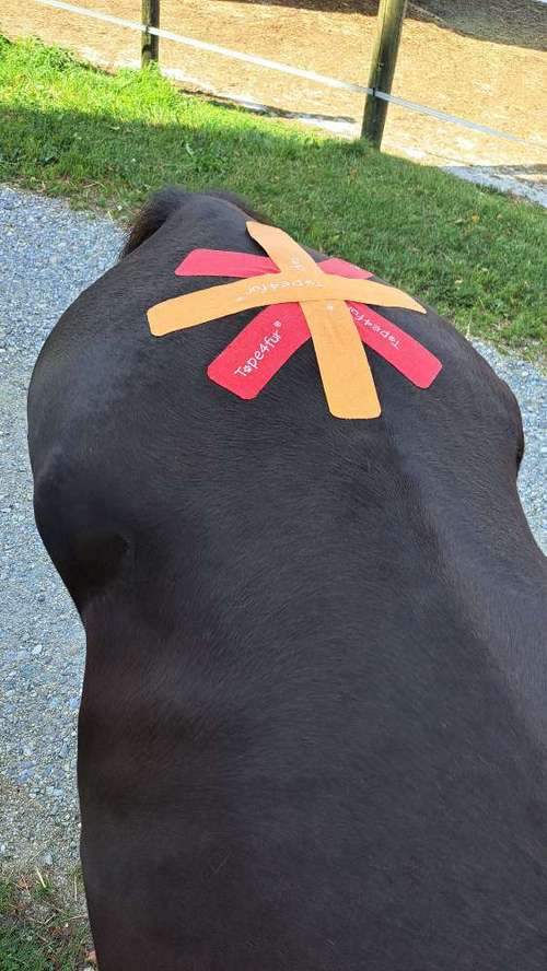 Hundeauslaufgebiet-Tierphysio mit Herz - Jessica Reimann-Bild