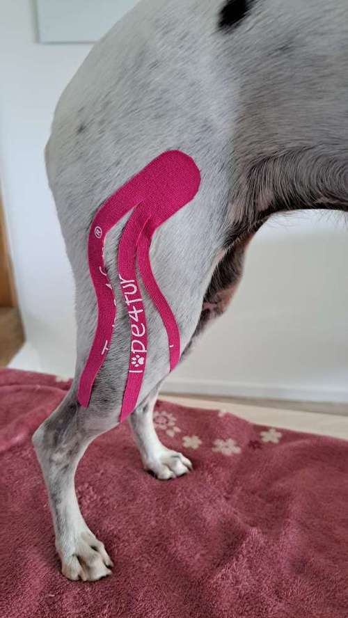 Hundeauslaufgebiet-Tierphysio mit Herz - Jessica Reimann-Bild