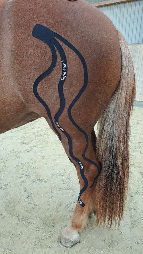 Hundeauslaufgebiet-Tierphysio mit Herz - Jessica Reimann-Bild