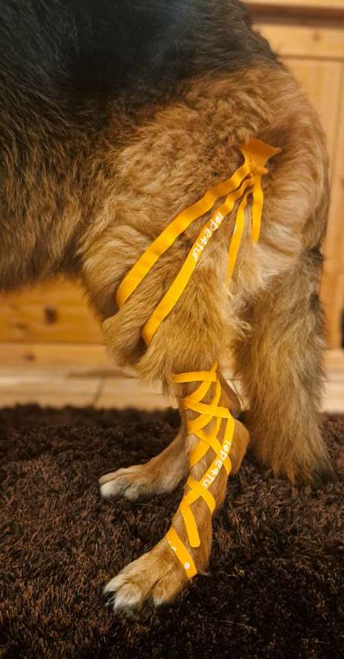 Hundeauslaufgebiet-Tierphysio mit Herz - Jessica Reimann-Bild