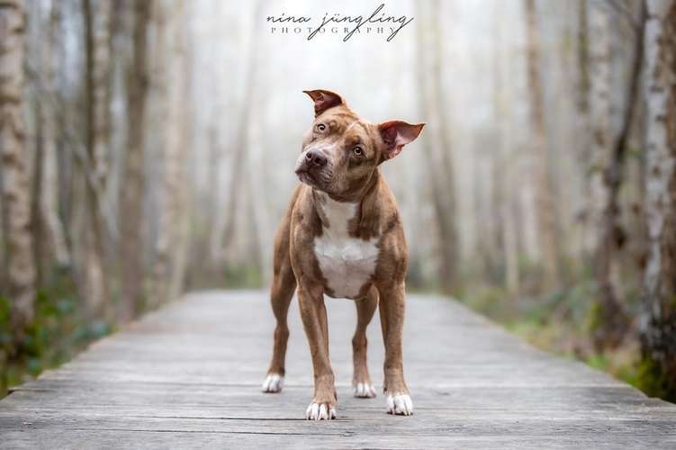 Hundeauslaufgebiet-Nina Jüngling Photography-Bild