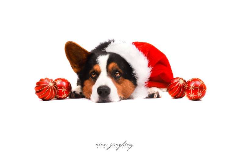 Hundeauslaufgebiet-Nina Jüngling Photography-Bild