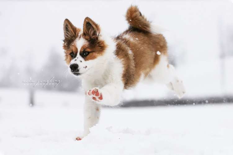 Hundeauslaufgebiet-Nina Jüngling Photography-Bild