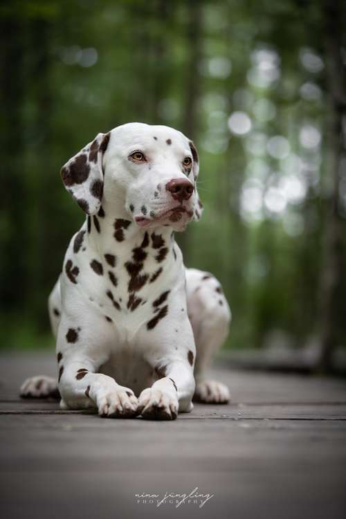 Hundeauslaufgebiet-Nina Jüngling Photography-Bild