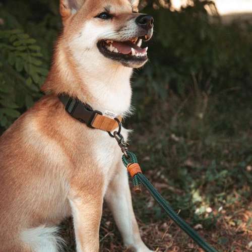 Hundeauslaufgebiet-saltXamore.thelabel-Bild