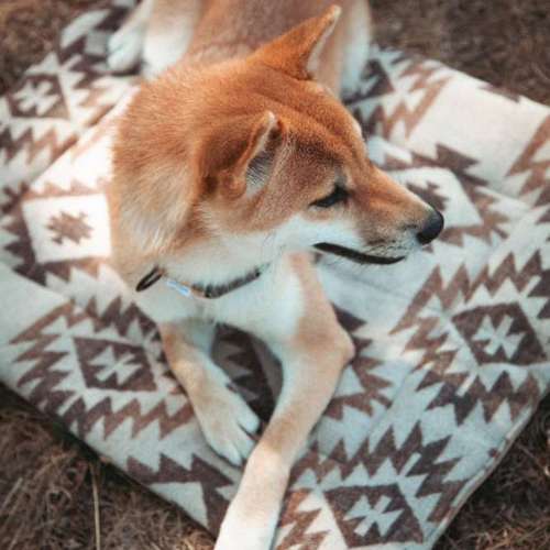 Hundeauslaufgebiet-saltXamore.thelabel-Bild