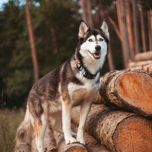 Hundeauslaufgebiet-saltXamore.thelabel-Bild