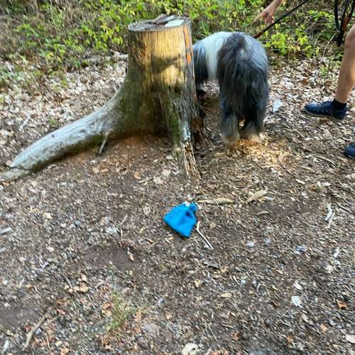 Hundeauslaufgebiet-wHunderbar Mensch-Hund-Training Nadine Becker-Bild
