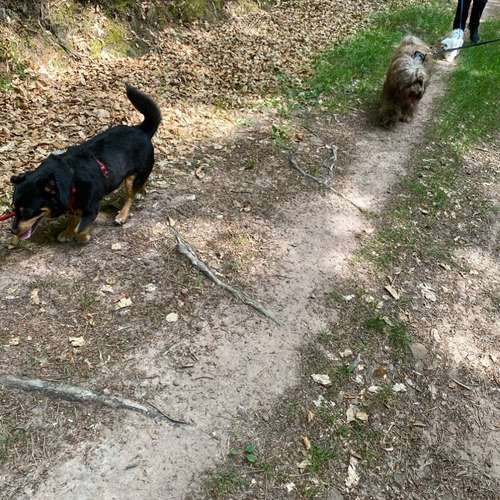 Hundeauslaufgebiet-wHunderbar Mensch-Hund-Training Nadine Becker-Bild