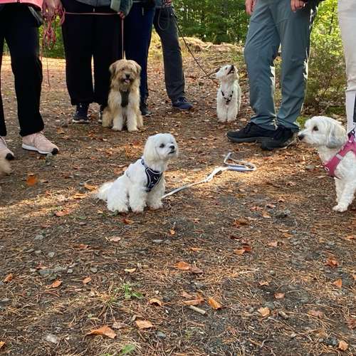 Hundeauslaufgebiet-wHunderbar Mensch-Hund-Training Nadine Becker-Bild