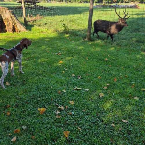 Hundeauslaufgebiet-Hundeschule & Hundephysiotherapie Silvia Walter-Bild
