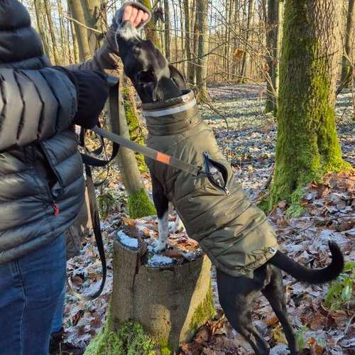 Hundeauslaufgebiet-Hundeschule & Hundephysiotherapie Silvia Walter-Bild