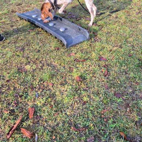 Hundeauslaufgebiet-Hundeschule & Hundephysiotherapie Silvia Walter-Bild