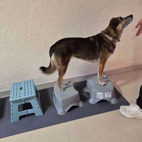 Hundeauslaufgebiet-Hundeschule & Hundephysiotherapie Silvia Walter-Bild