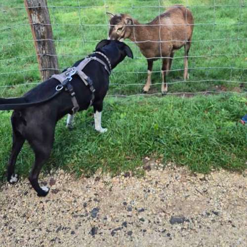 Hundeauslaufgebiet-Hundeschule & Hundephysiotherapie Silvia Walter-Bild