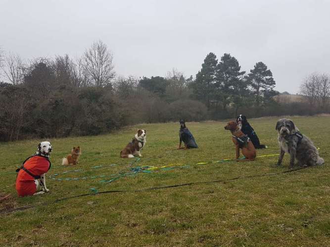 Hundeauslaufgebiet-Mobile Hundeschule DOGNATURE-Bild