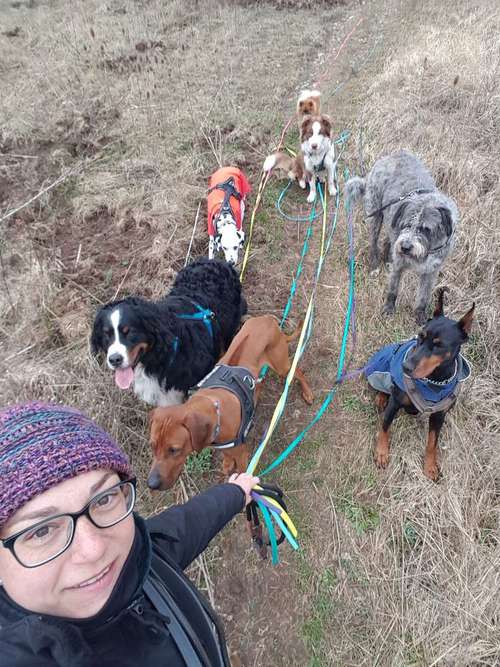 Hundeauslaufgebiet-Hundeschule Dognature-Bild