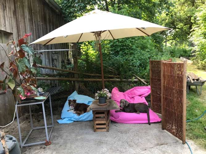 Hundeauslaufgebiet-Hundebetreuung WAU!-Bild