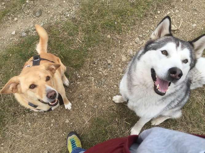 Hundeauslaufgebiet-Hundebetreuung WAU!-Bild