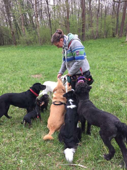 Hundeauslaufgebiet-Hundebetreuung WAU!-Bild