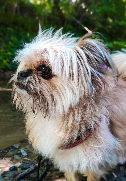 Hundeauslaufgebiet-Hundezentrum Lapki-Bild