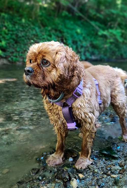 Hundeauslaufgebiet-Hundezentrum Lapki-Bild