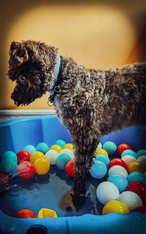 Hundeauslaufgebiet-Hundezentrum Lapki-Bild