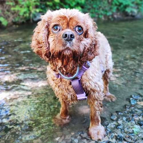 Hundeauslaufgebiet-Hundezentrum Lapki-Bild